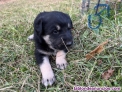 Fotos del anuncio: Regalo cachorros 