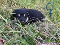 Fotos del anuncio: Regalo cachorros 