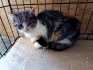 Fotos del anuncio: Gatita en adopcin 