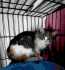 Fotos del anuncio: Gatita en adopcin 