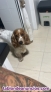 Busco novia para mi perrito cocker