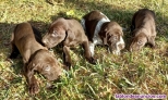 Fotos del anuncio: Cachorros pointer, braco alemn y setter ingls