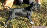 Fotos del anuncio: Cachorros pointer, braco alemn y setter ingls
