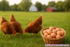 Fotos del anuncio: Alimento Proteico Gallinas Ponedoras