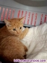 Fotos del anuncio: Gatita rubia en adopcin 