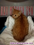 Fotos del anuncio: Gatita rubia en adopcin 