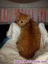 Gatita rubia en adopcin 