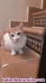 Fotos del anuncio: Regalo gatito