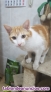 Fotos del anuncio: Regalo gatito