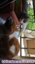 Fotos del anuncio: Regalo gatito
