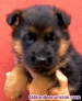 Cachorros pastor alemn  Valencia Madrid Barcelona