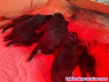 Fotos del anuncio: Cachorros pastor alemn  Valencia Madrid Barcelona