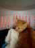 Fotos del anuncio: Gatita en adopcin 