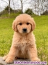 Fotos del anuncio: Regalo ~ Cachorros de Golden Retriever_...634/157/827