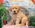 Fotos del anuncio: Regalo ~ Cachorros de Golden Retriever_...634/157/827