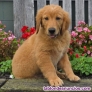 Fotos del anuncio: Regalo ~ Cachorros de Golden Retriever_...634/157/827