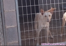 Podenco andaluz cazando macho 20 meses