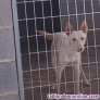 Fotos del anuncio: Podenco andaluz cazando macho 20 meses