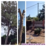 Fotos del anuncio: Tecnobosc trabajos forestales y jardineria 