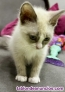 ltima gatita ragdoll blue mitted