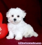 Regalo / Adorables Cachorros de Bichn Malts. _664- 10- 62- 45