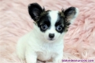 Fotos del anuncio: Regalo:. Toy Chihuahua Cachorro.. 613.466.679.