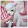 Fotos del anuncio: Regalo:. Toy Chihuahua Cachorro.. 613.466.679.