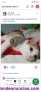 Busco alguien me regale gatito m�ximo unos 4 meses