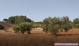 Fotos del anuncio: Terreno en venta en villarrasa de regadio y secano