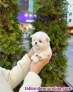 Estoy regalando cachorros bichon maltes 