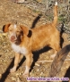 Krioski. Cachorro en adopci�n 