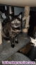 Fotos del anuncio: Gatito Busca Hogar