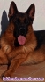 Cachorros de pastor alem�n +34 640551186