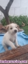 Fotos del anuncio: Cachorros mestizo labrador 