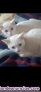 Fotos del anuncio: En adopci�n dos gatitos de 5 meses 
