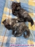 Fotos del anuncio: Gatos Persas tricolor