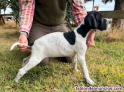 Fotos del anuncio: Cachorros pointer y setter ingl�s