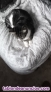 Fotos del anuncio: Gatito