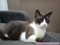 Fotos del anuncio: Gatito