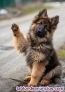 Regalo! Cachorro de pastor alem�n