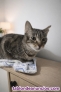 Fotos del anuncio: Gata en adopci�n
