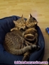 Fotos del anuncio: Gatos hembra y macho 