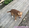 Se cede cachorro de medio rastro 