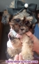 Maltipoo econ�mica llamar para m�s informaci�n al 611938513