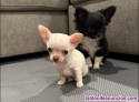 Regalo cachorro chihuahua