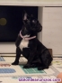 Fotos del anuncio: Cachorrita Bulldog Franc�s