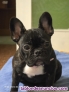 Fotos del anuncio: Cachorrita Bulldog Franc�s