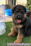 Adopci�n de cachorros pastor aleman