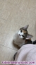 Regalo Gatos De 5 meses 