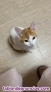 Fotos del anuncio: Regalo Gatos De 5 meses 